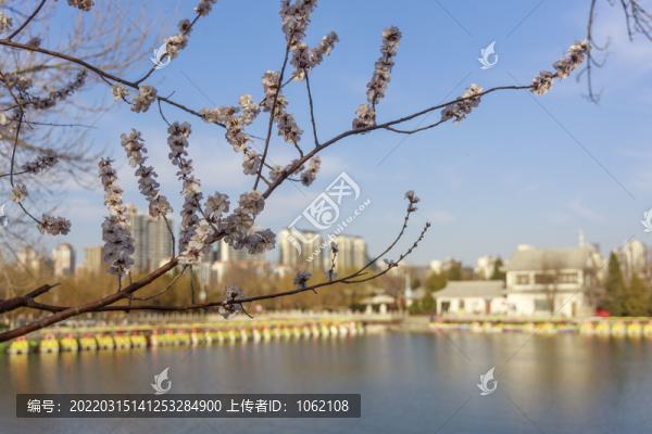 春天桃花盛開