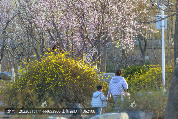 桃花盛開