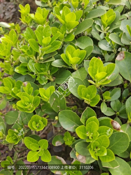 春天嫩葉