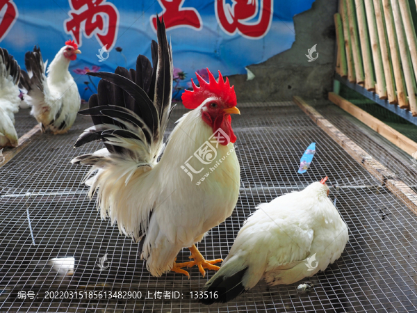 元寶雞