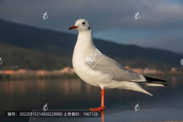 云南昆明海埂大壩海鷗