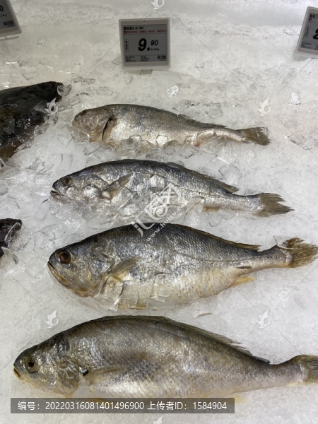 黃花魚