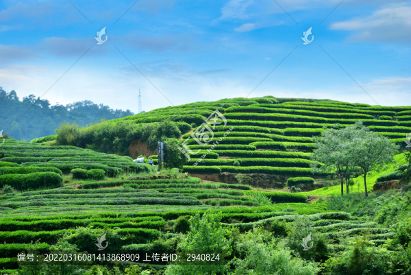 茶山風(fēng)光