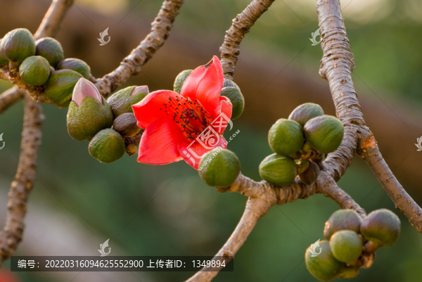 木棉花開