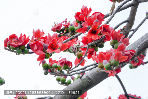 木棉花開