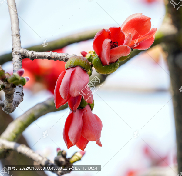 木棉花開