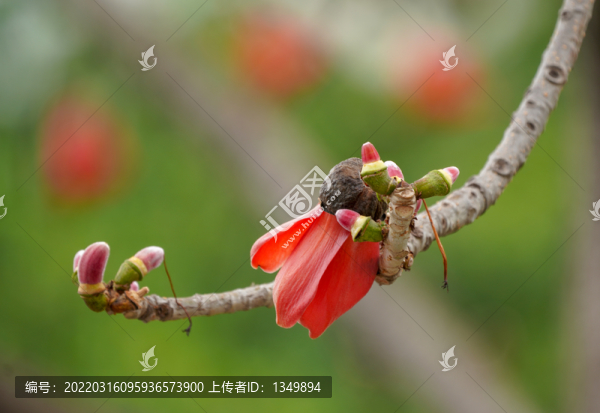 木棉花開
