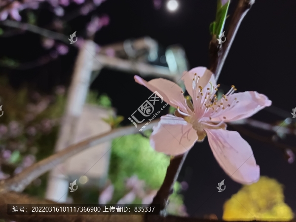 夜晚的桃花