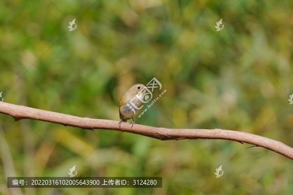 紅脅藍(lán)尾鴝