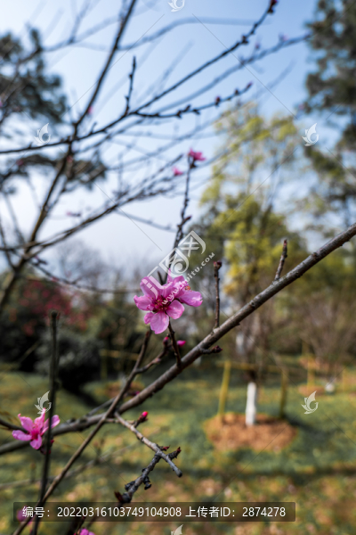 粉色桃花樹(shù)