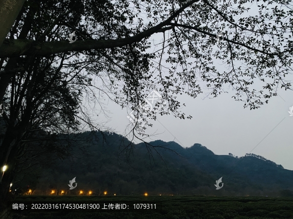 夜幕茶園