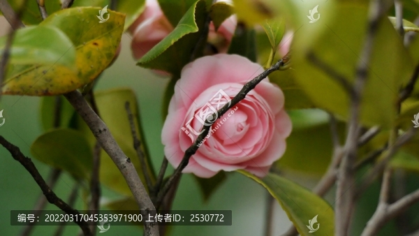 山茶花