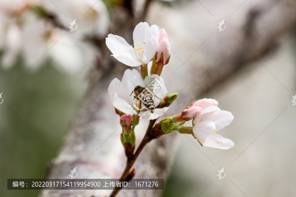蜜蜂