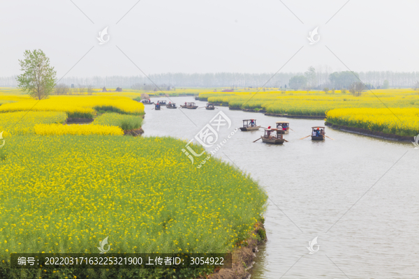 油菜花