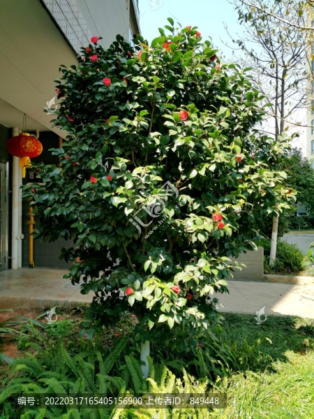 山茶花植物球體