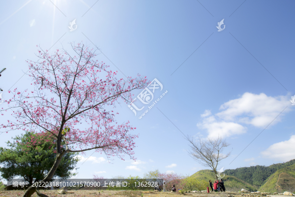 新豐櫻花峪