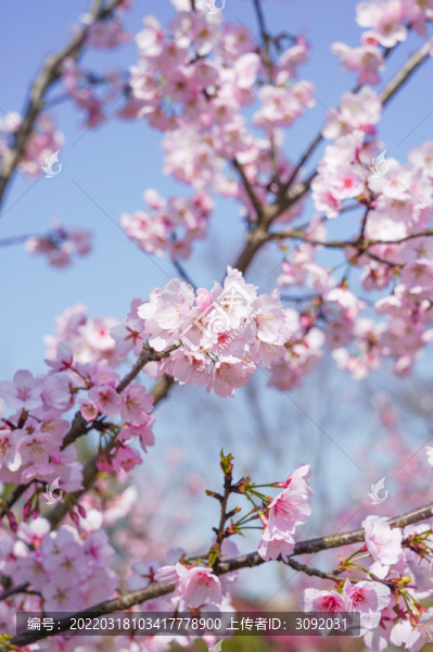 櫻花