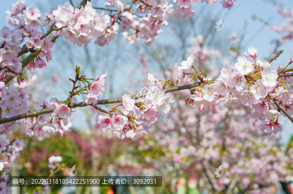 櫻花