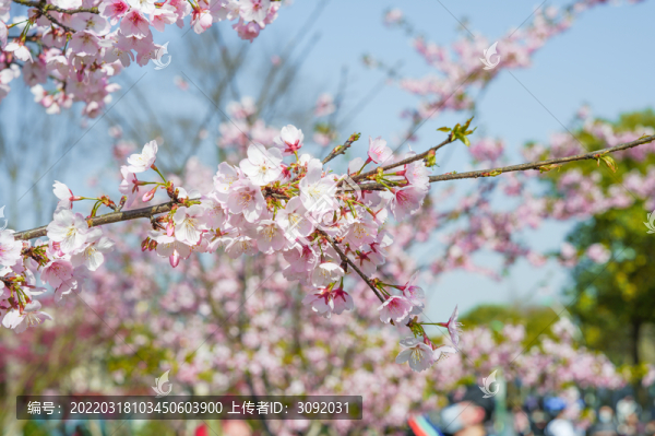 櫻花