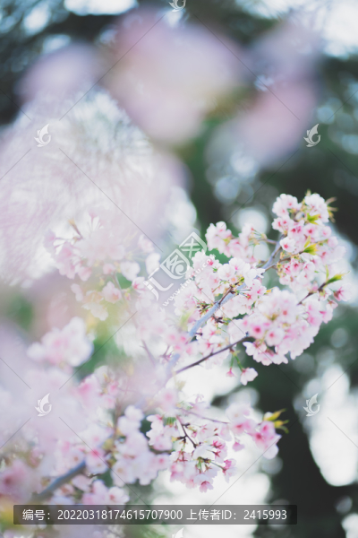 粉色櫻花