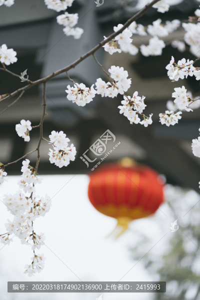 特寫白櫻花