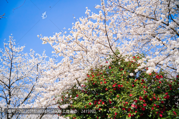 櫻花林