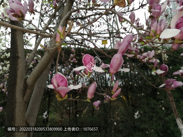 春天玉蘭花綻放