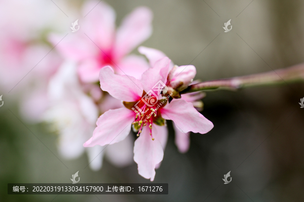 桃紅
