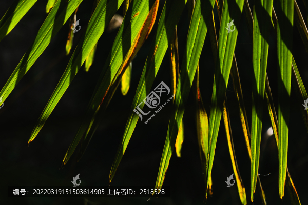 春天戶外綠色植物陽光下的樹葉