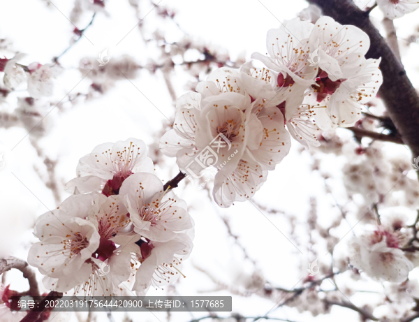 櫻花