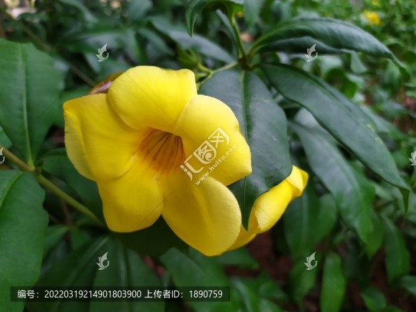 迎春花
