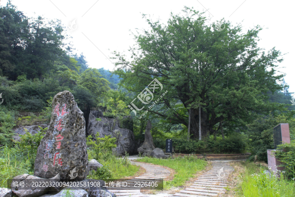 金佛山銀杏皇后