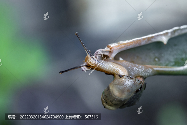蝸牛