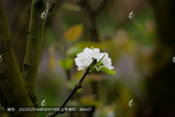 李花