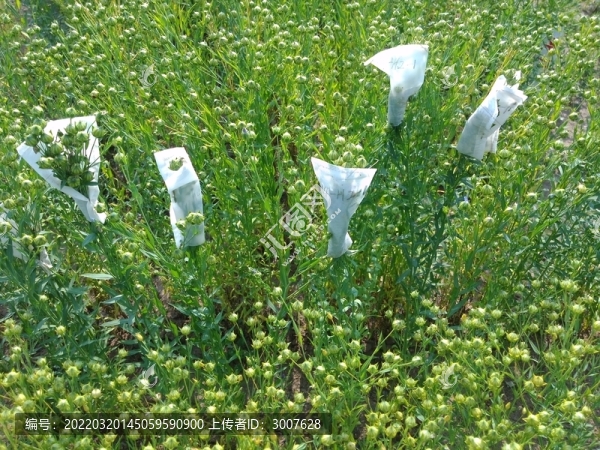 亞麻種植