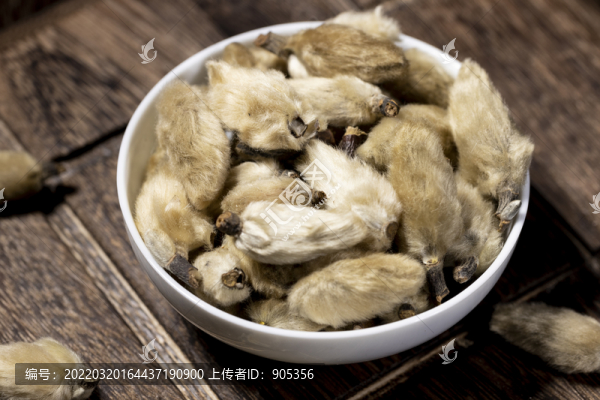 毛桃辛夷花