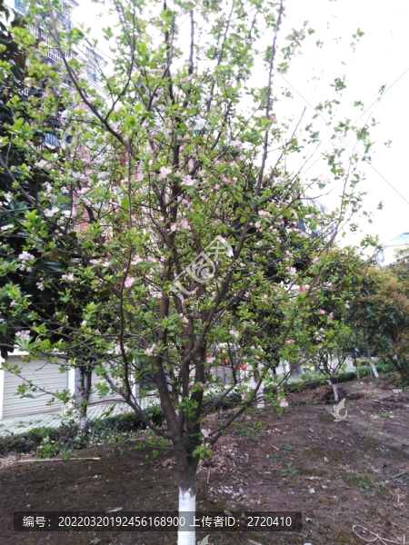 木瓜樹開花