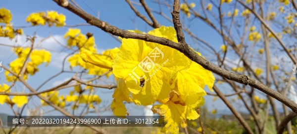 黃花風(fēng)鈴木高清實(shí)拍圖