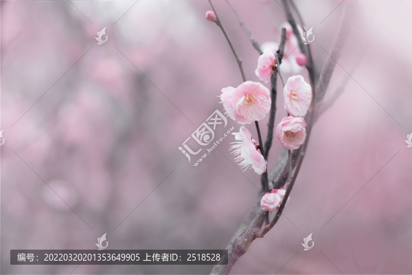 春天一支粉色梅花夢幻背景