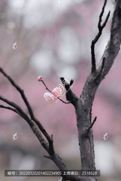 春天一支粉色梅花夢幻背景