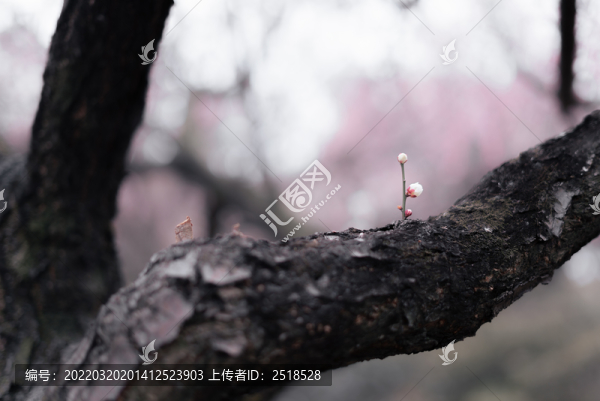 春天一支粉色梅花夢幻背景