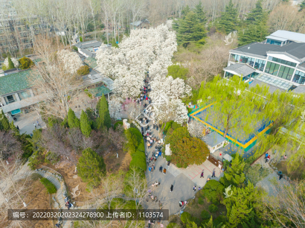 航拍濟南百花公園玉蘭花大道