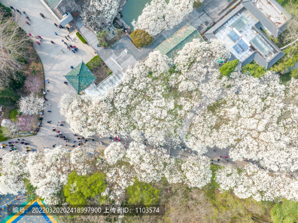 航拍濟(jì)南百花公園玉蘭花大道