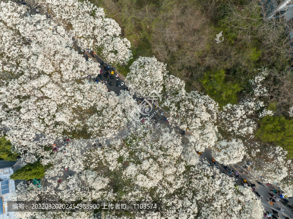 航拍濟南百花公園玉蘭花大道