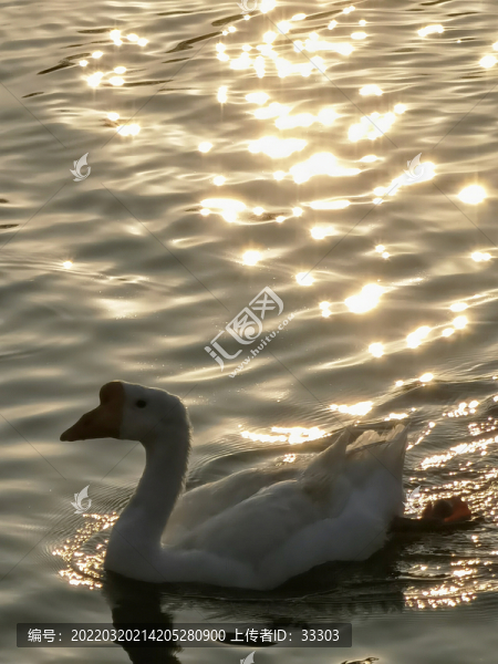 夕陽下的白鵝