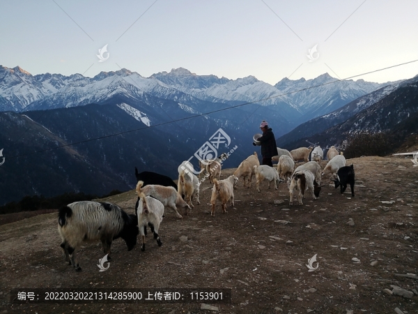 高山羊群