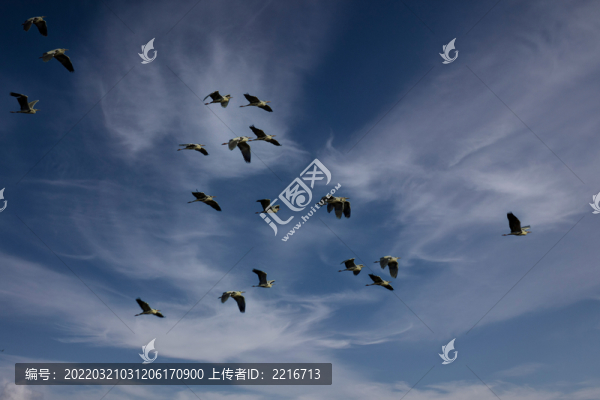 鷺鳥(niǎo)北歸