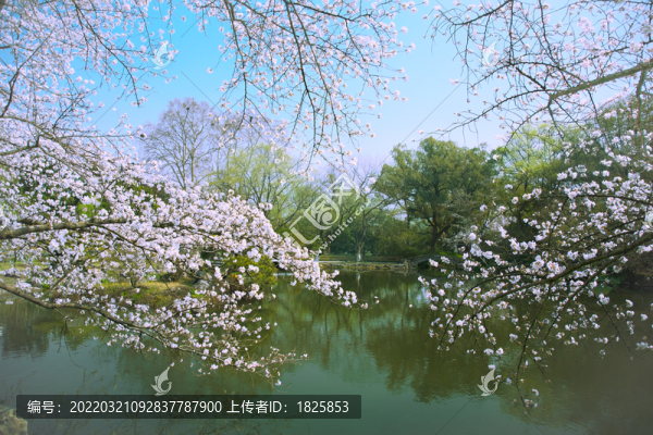 杭州西湖花港觀魚
