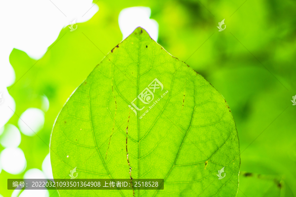 春天綠色植物背景樹葉小清新