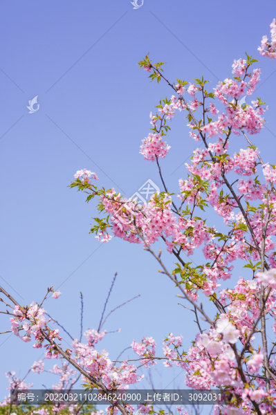 櫻花